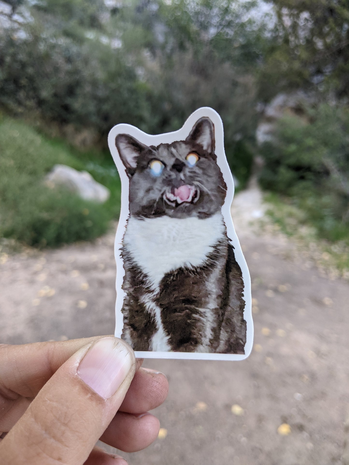 Cat Sticker